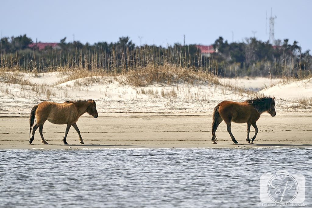 2 Horses on Carrot island Near Beaufort North Carolina