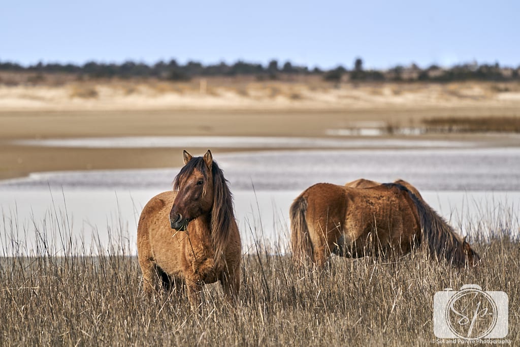 2 Horses on Carrot island Near Beaufort North Carolina