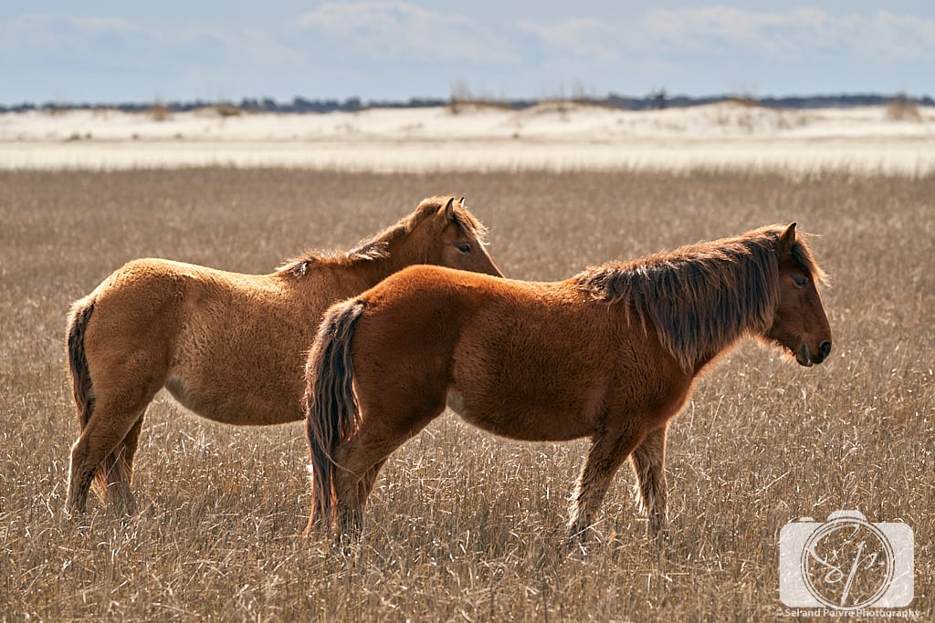 2 Horses on Carrot island Near Beaufort North Carolina
