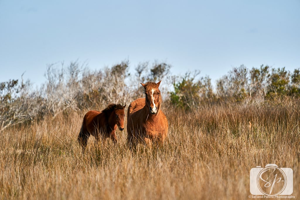 2 Wild horses on Shackleford Banks North Carolina
