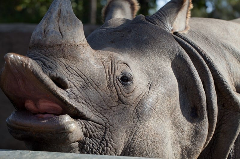 San Diego Zoo Backstage Pass Rhino