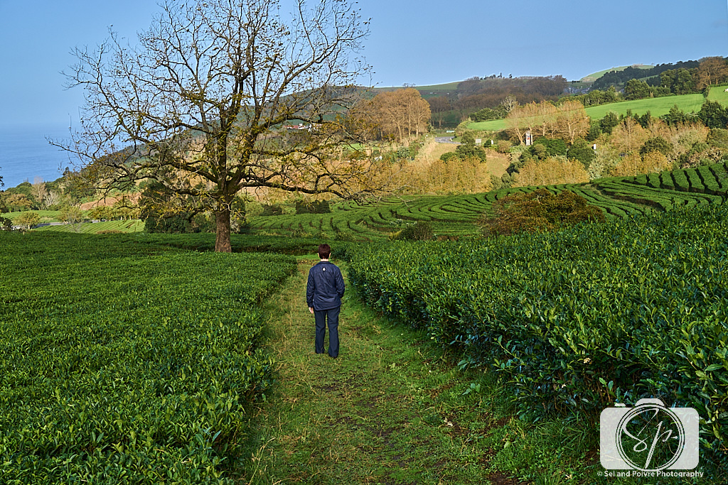 Andi in the Cha Gorreana Tea Plantation in Sao Miguel Azores