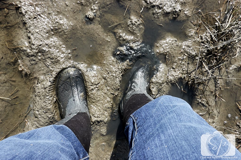 Andi stuck in Carrot Island mud
