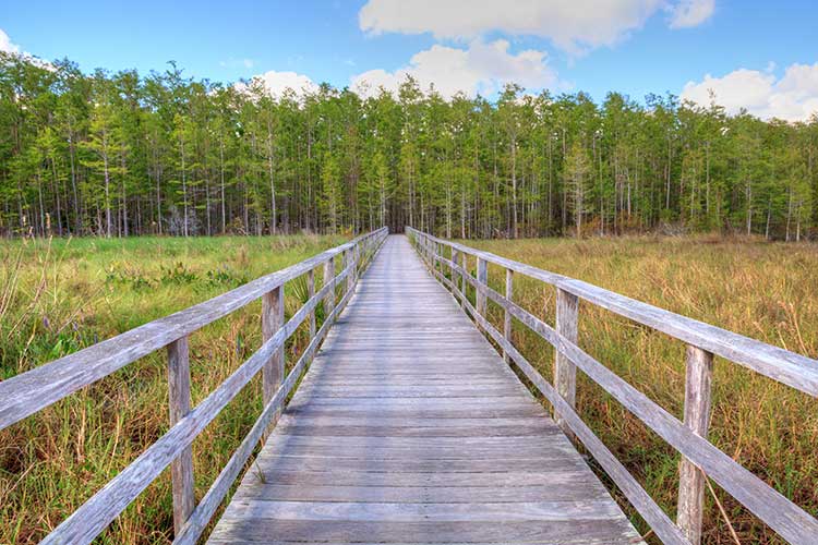 Audubon-Corkscrew-Swamp-Sanctuary-near-Fort-Meyers-Florida-USA-hero