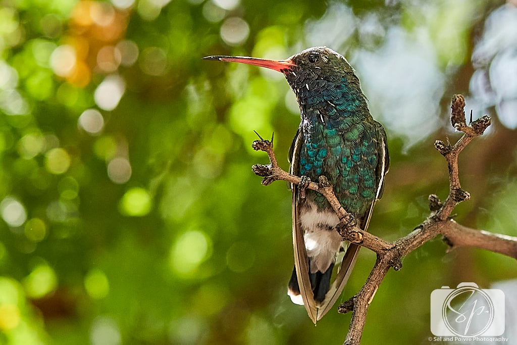 Bird in the Botanical Garden in Tucson