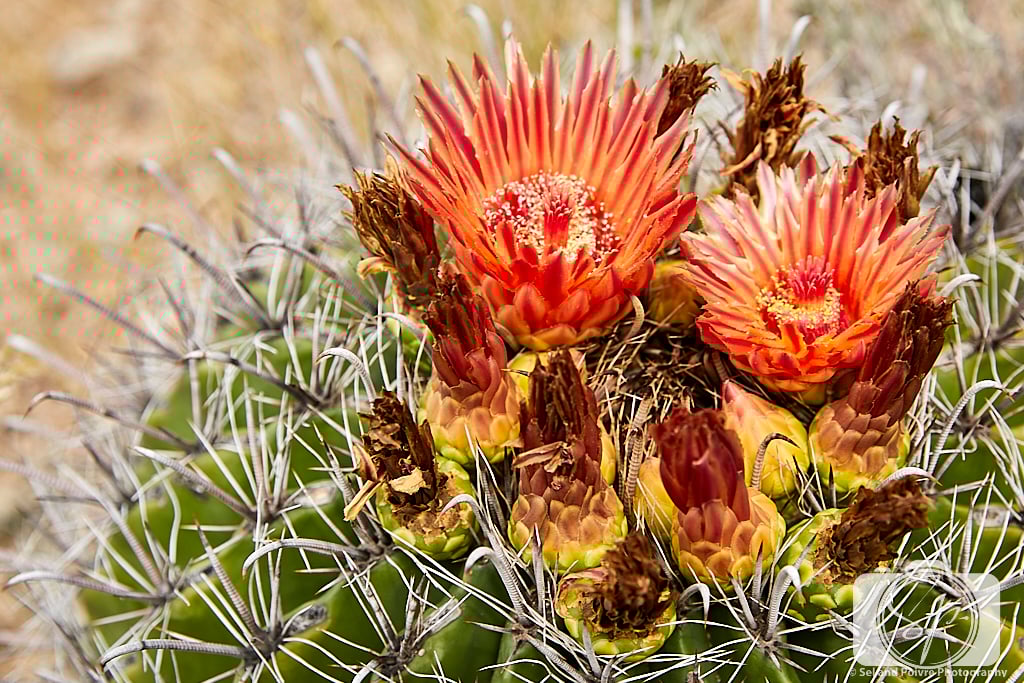 Blooming Cactus in Tucson