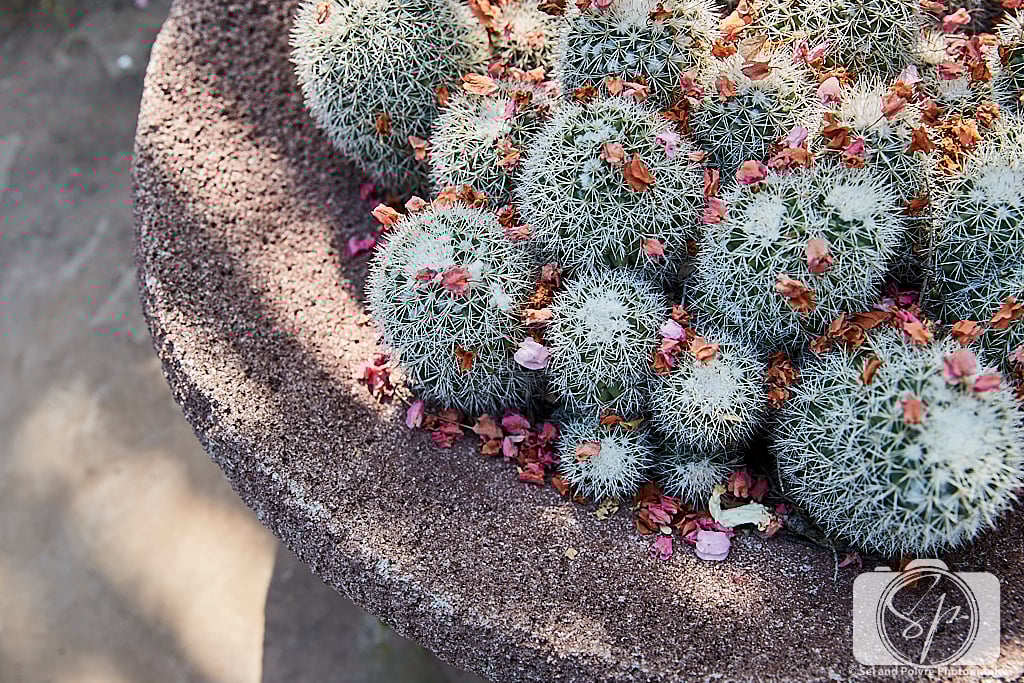 Cactus in the Botanical Garden in Tucson