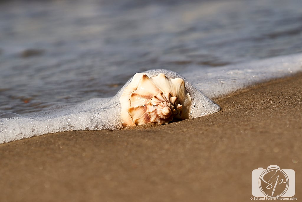 Conch Shell in the water Shackleford Banks North Carolina
