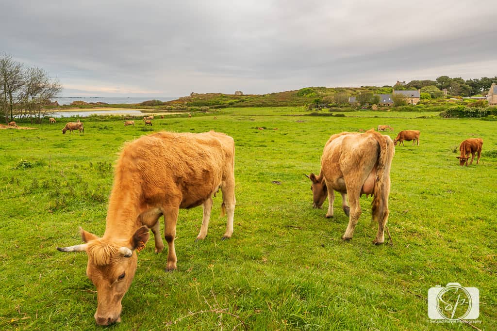 Cows on the Ile de Brehat Brittany France