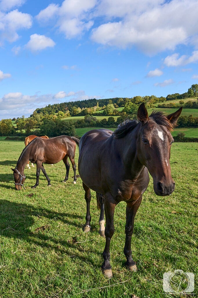 France-Normandy-Horses