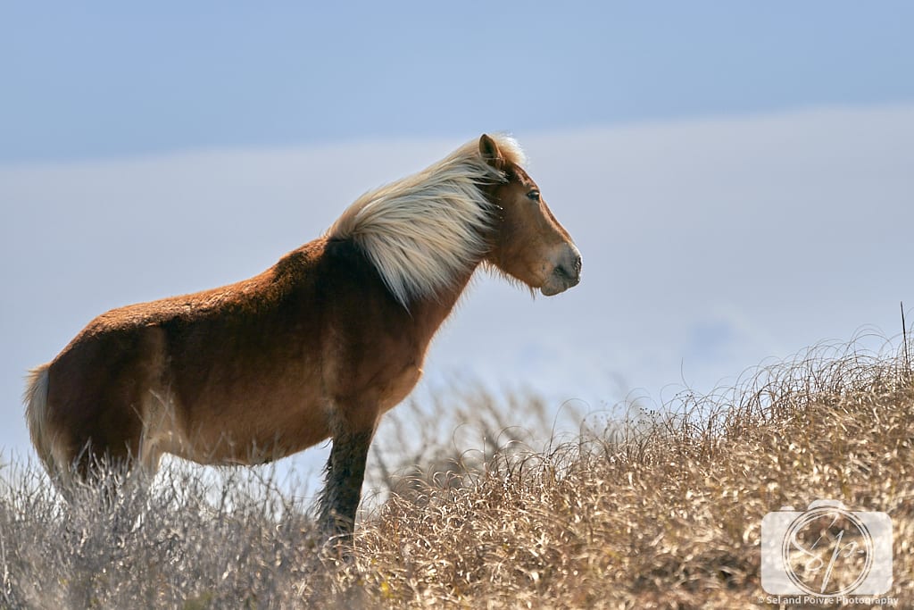 Horse on Shackleford Banks North Carolina