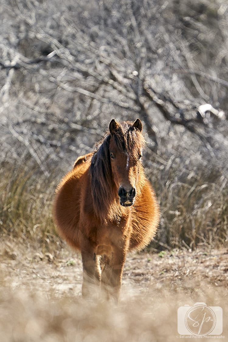 Horse on Shackleford Banks North Carolina