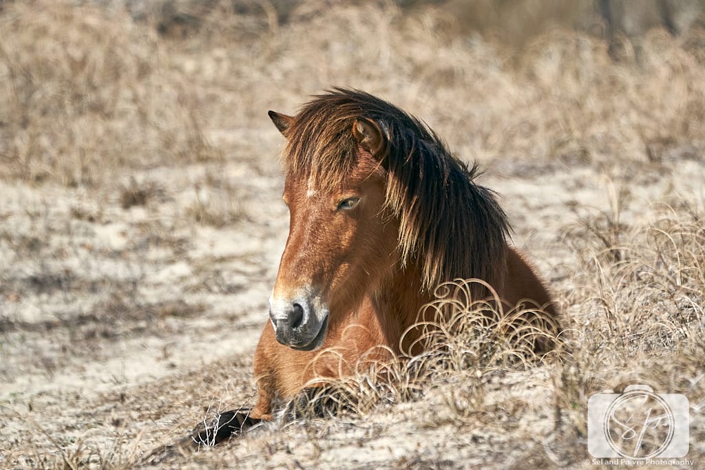 Horse sitting on Shackleford Banks