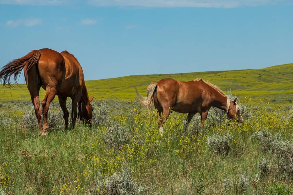 Horses in Little Big Horn Montana