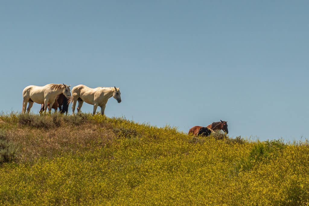 Horses in Little Big Horn Montana 2