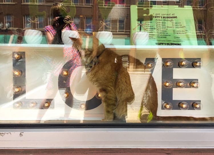 Indianapolis Mass Ave Cat in Store Window
