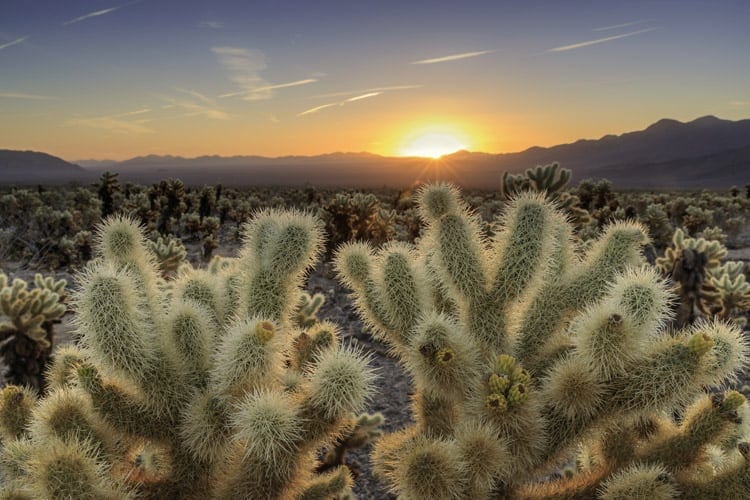 joshua tree national park cholla cactus garden
