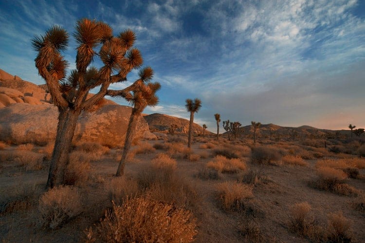 joshua tree national park
