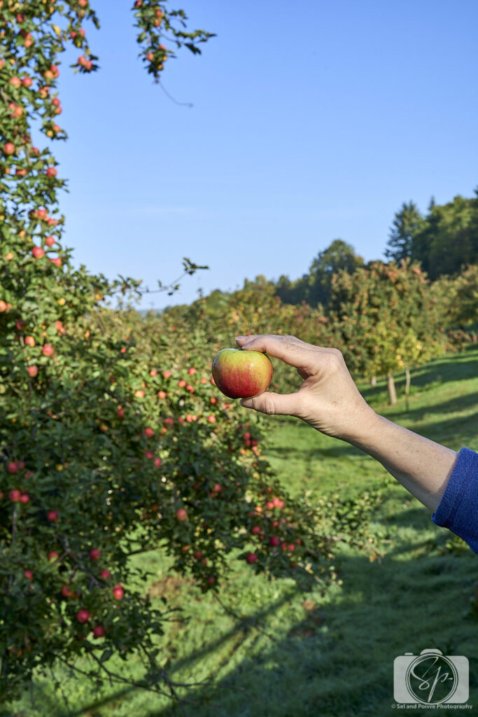 La Galotiere Pays D'Auge France Orchard Apple