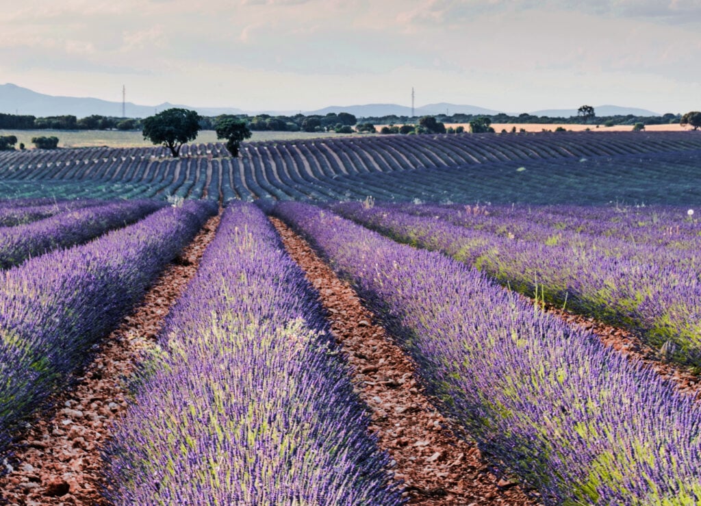 Lavender Fields France Provence -Offbeat Escapades-2