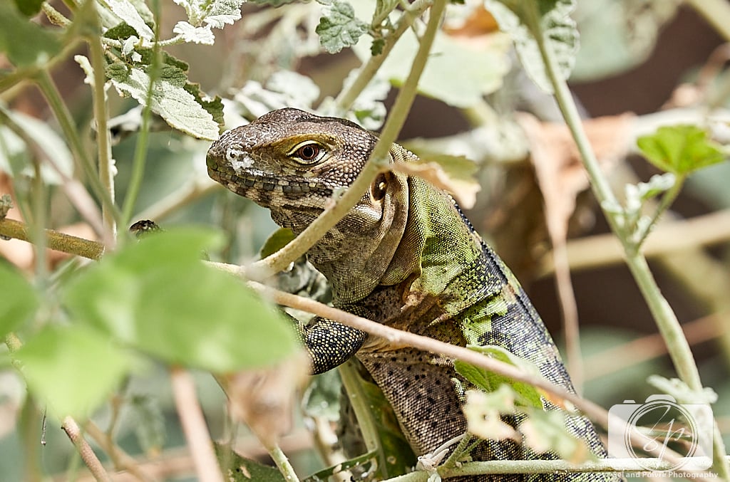 Lizard at the Arizona-Sonora Desert Museum