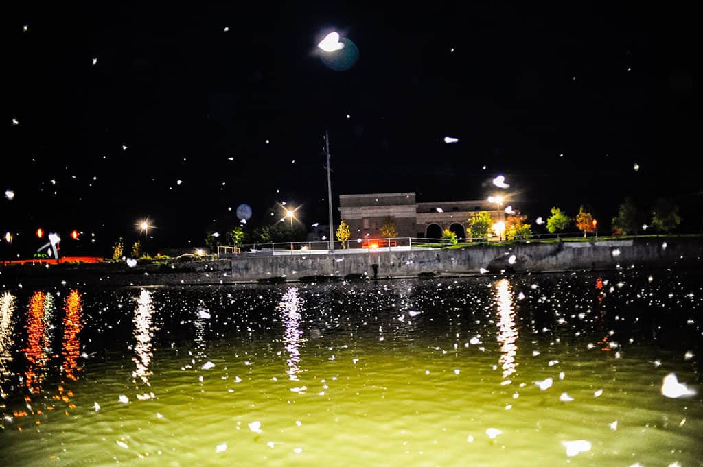 Mayflies on the Grand River in Grand Rapids_Photo credit-Isaac Brooks