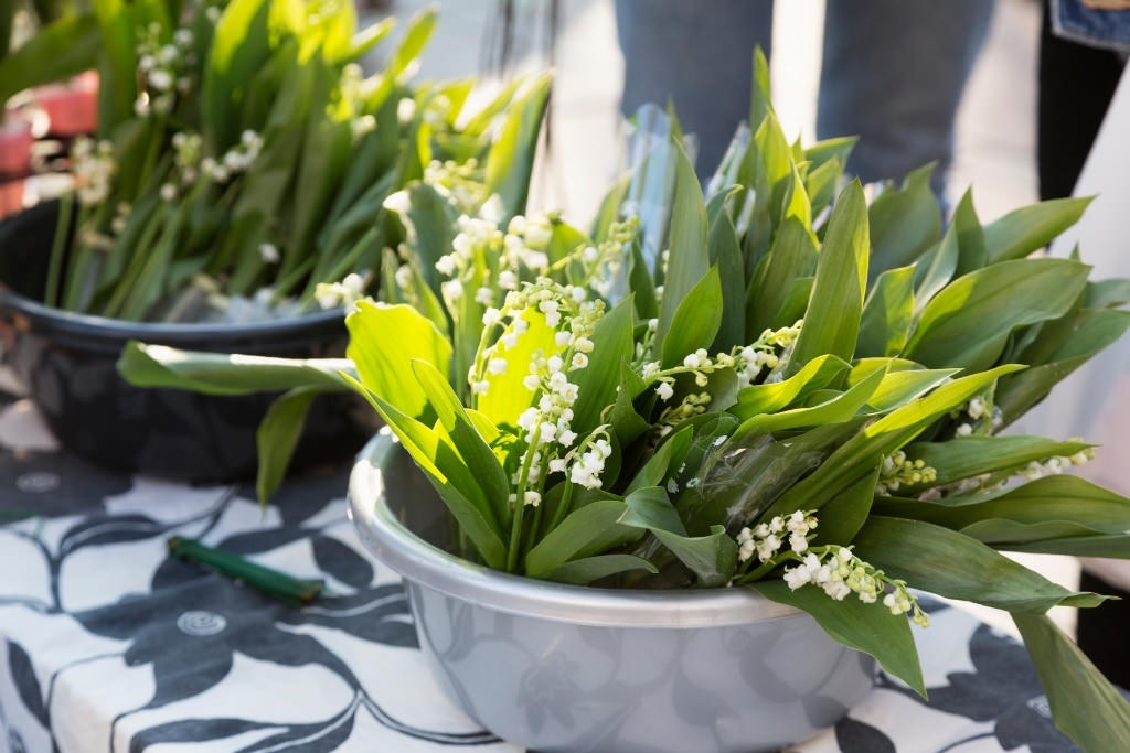 pot of lily of the valley flowers