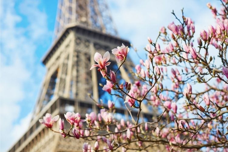 eiffel tower behind cherry blossoms