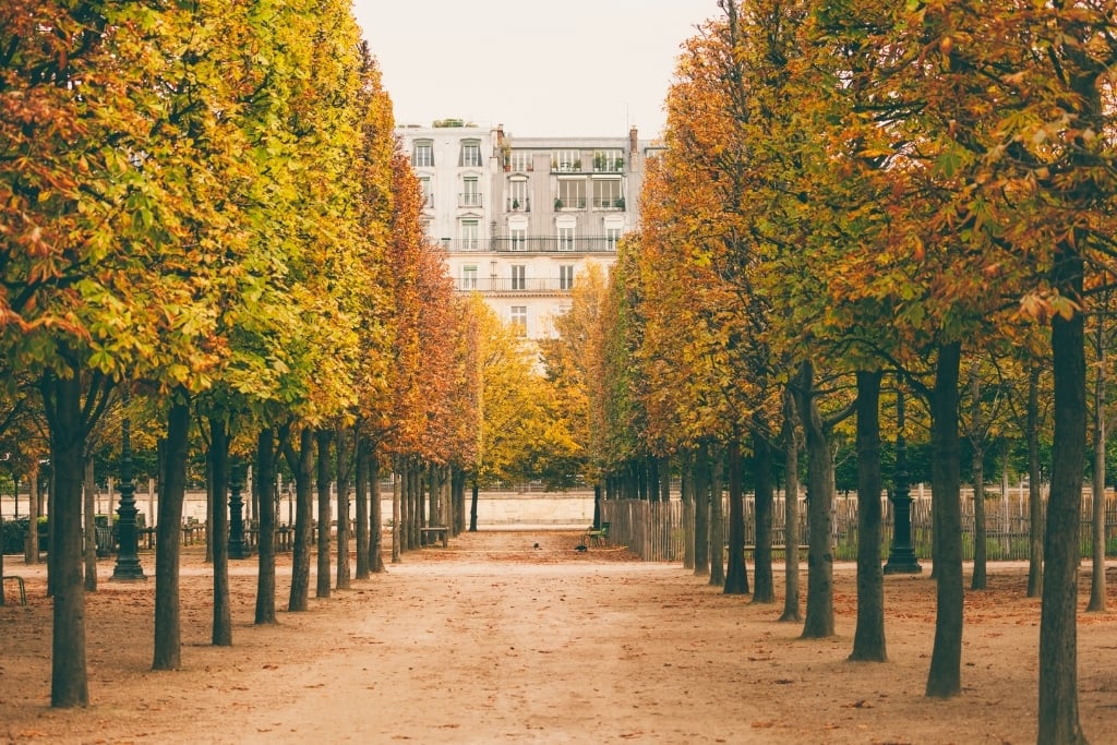 Tuileries garden in the fall