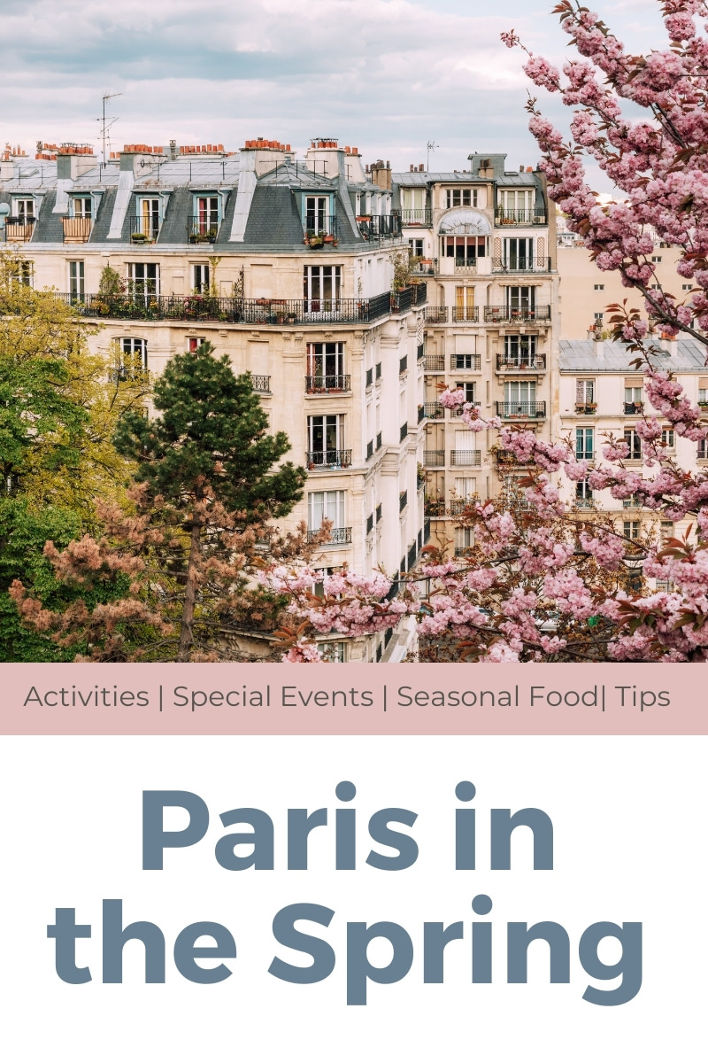 Paris in Spring cherry blossoms near a building in spring in Paris