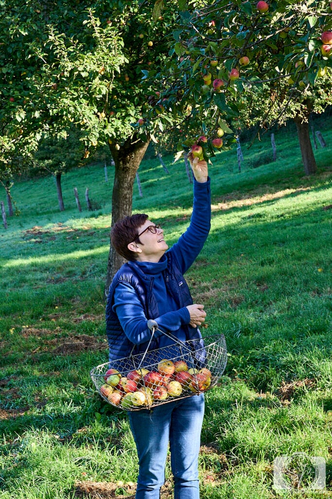 Pays D'Auge Normandy France Apple Orchard with Andi
