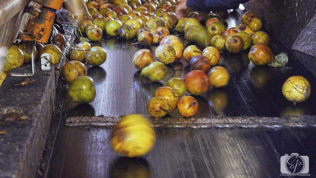 Pays D'Auge Normandy France Cider Farm Pears triage