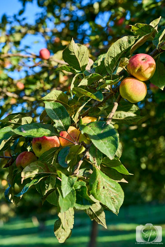 Pays D'Auge Normandy France Orchard Apple tree Branch