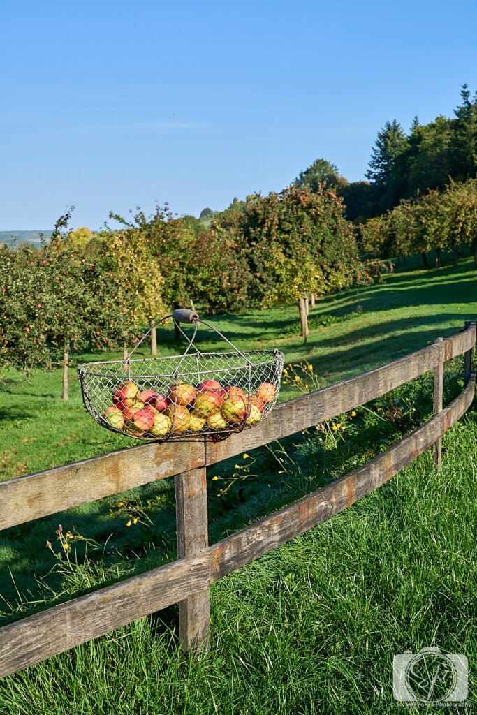 Pays D'Auge Normandy France Orchard Basket of Apples