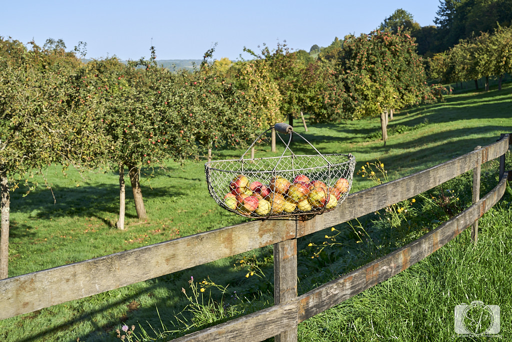 Pays D'Auge Normandy France Orchard Basket of Apples