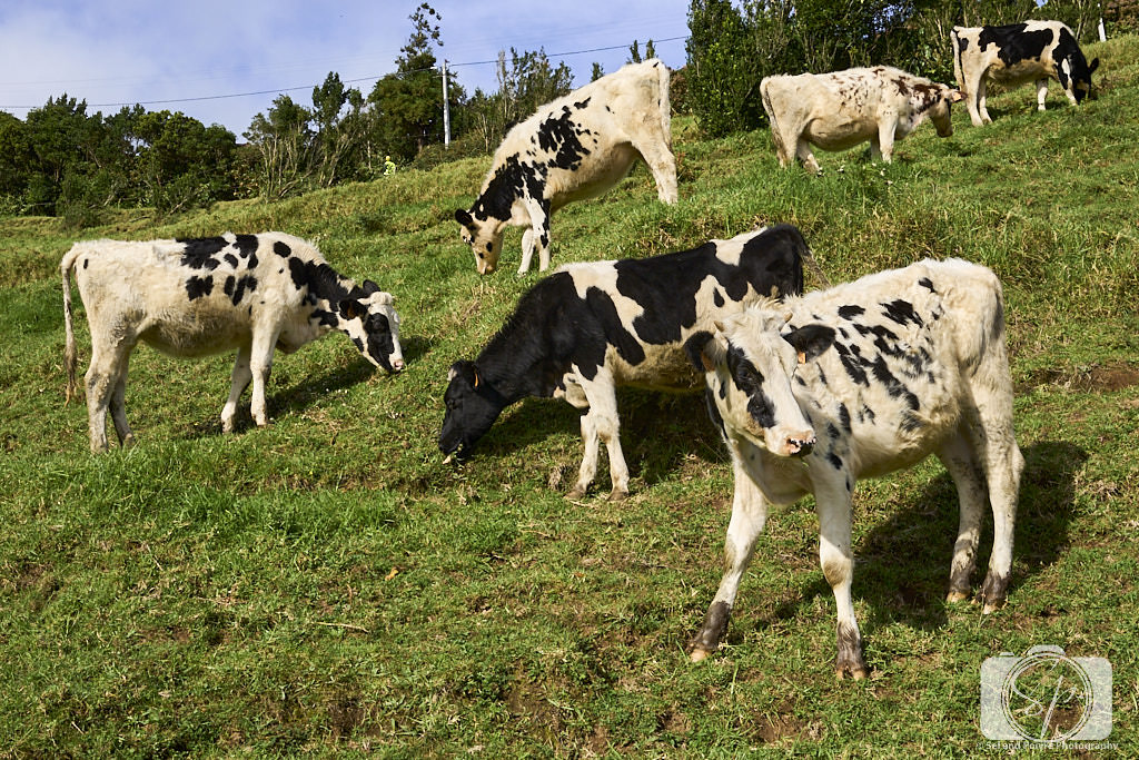 Portugal-Azores-Sao-Miguel-Cows