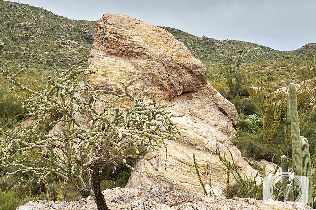Cactus Saguaro National Park in Tucson