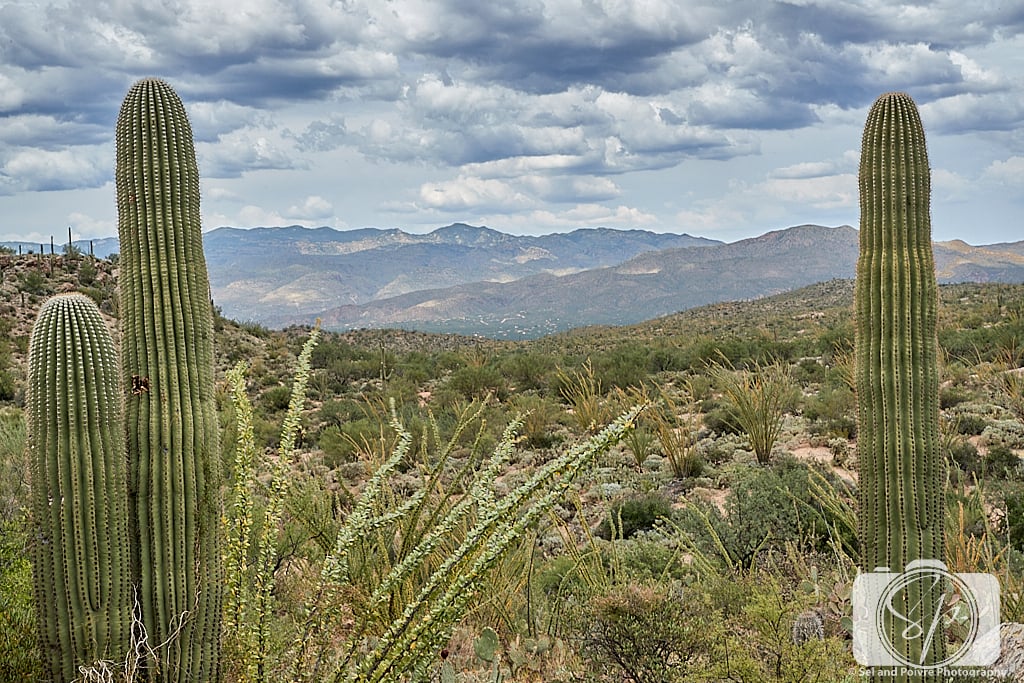 Saguaro National Park in Tucson