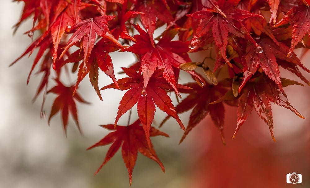Japanese Maple Leaves Kyoto
