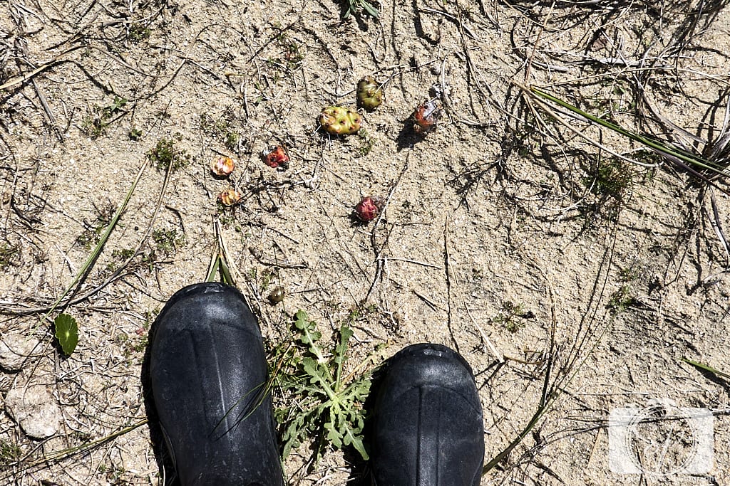 Shackleford Banks Trail Cacti
