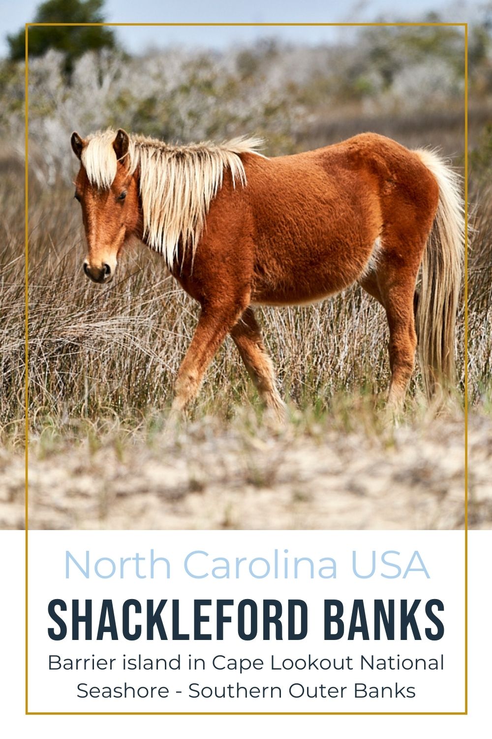 Shackleford Banks - Where to See Coastal Wild Horses in North Carolina Wild horse on Shackleford Banks North Carolina