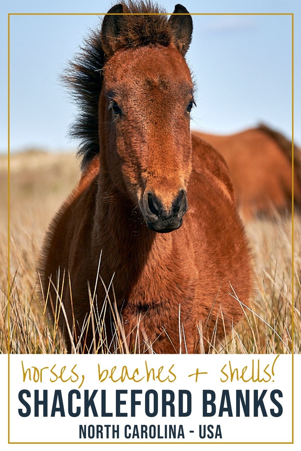 Shackleford Banks - Where to See Coastal Wild Horses in North Carolina Wild horse on Shackleford Banks North Carolina