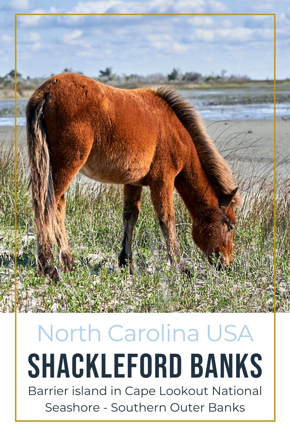 Shackleford Banks - Where to See Coastal Wild Horses in North Carolina Wild horse on Shackleford Banks North Carolina