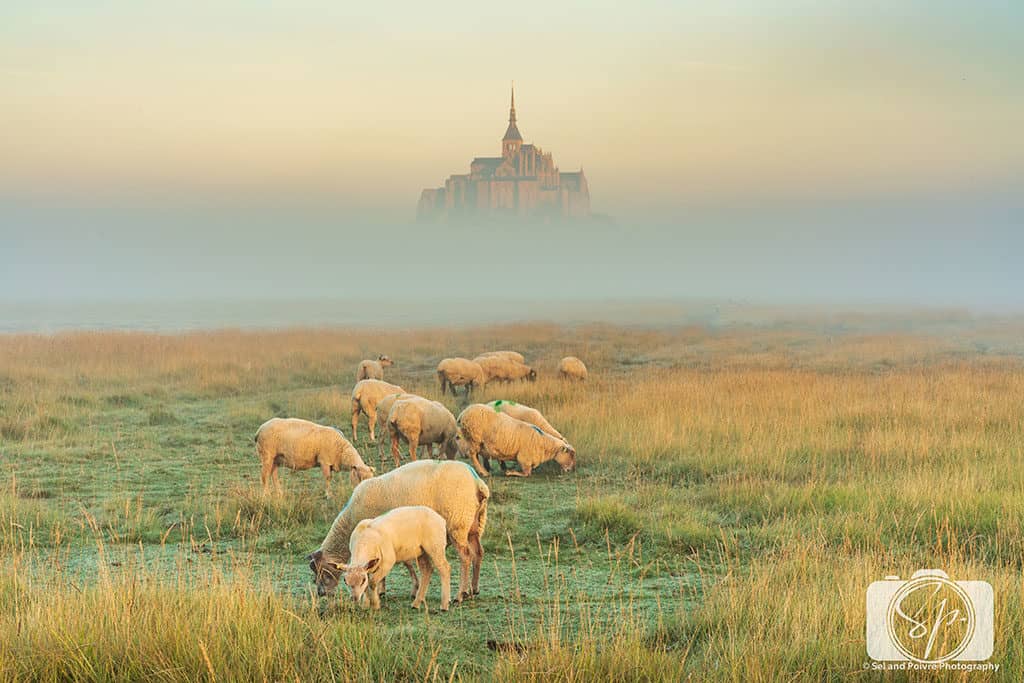 Sheep Farm next to Mont St Michel France at sunrise