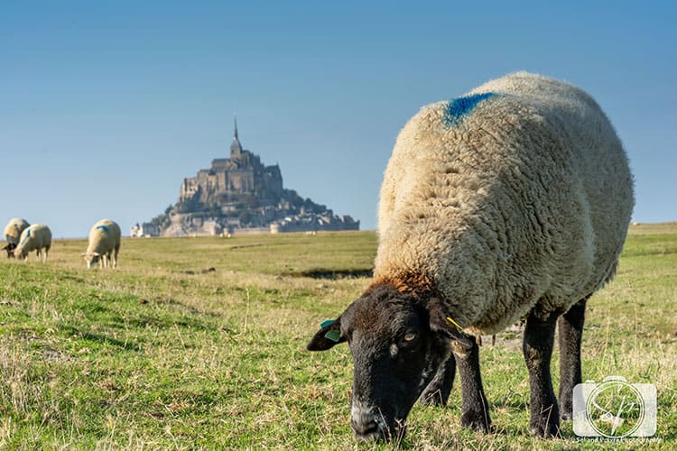 Sheep Farm next to Mont St Michel France hero