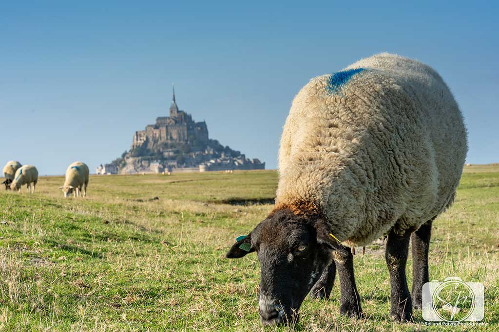 Sheep Farm next to Mont St Michel France Sheep Farm next to Mont St Michel France