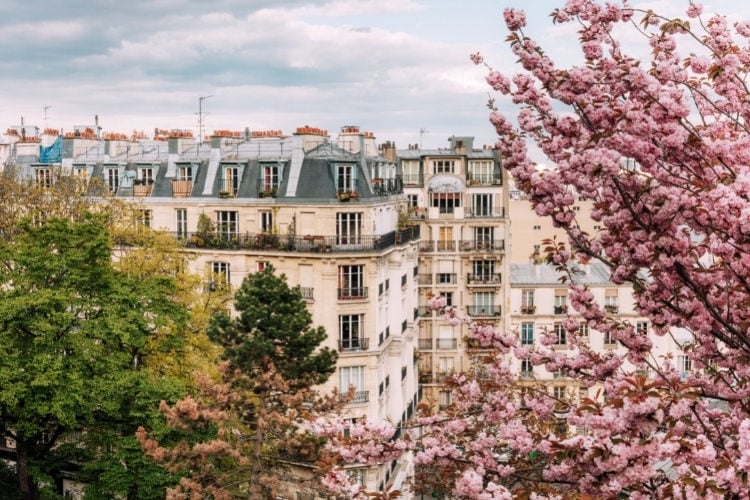 cherry blossoms near a building in spring in Paris