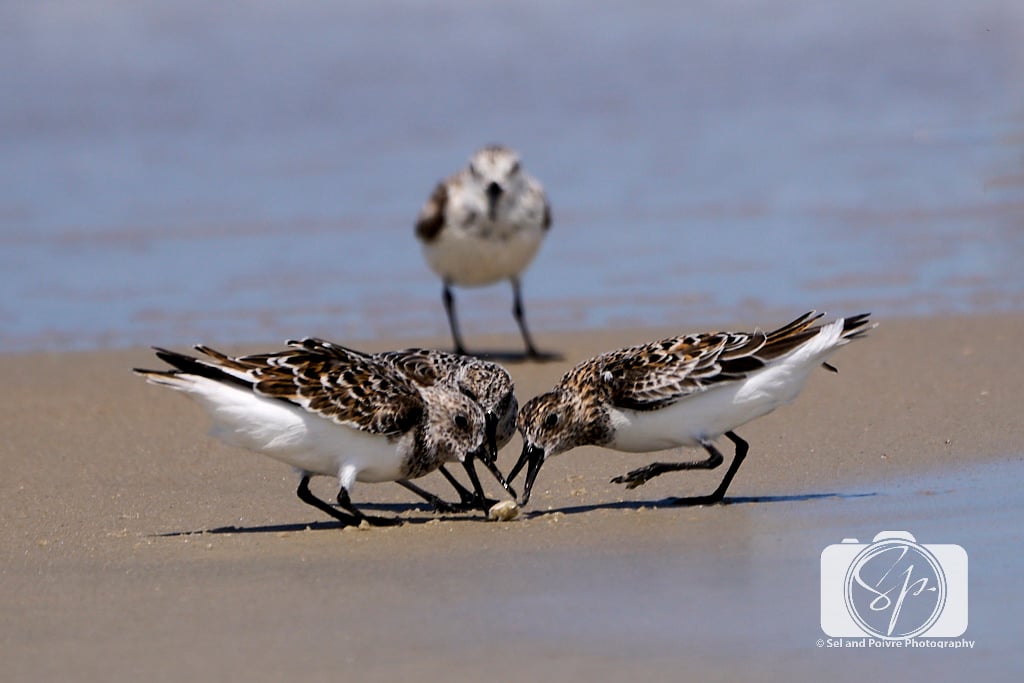 Stoving Piper on the sand on Cape Lookout National Seashore