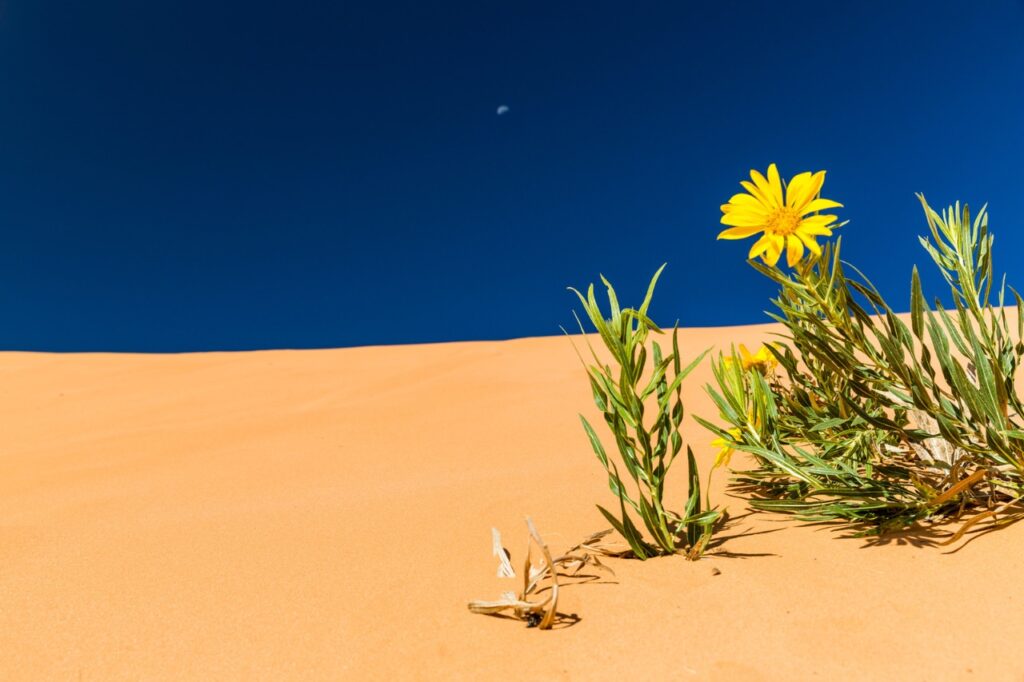 flower in the desert sand