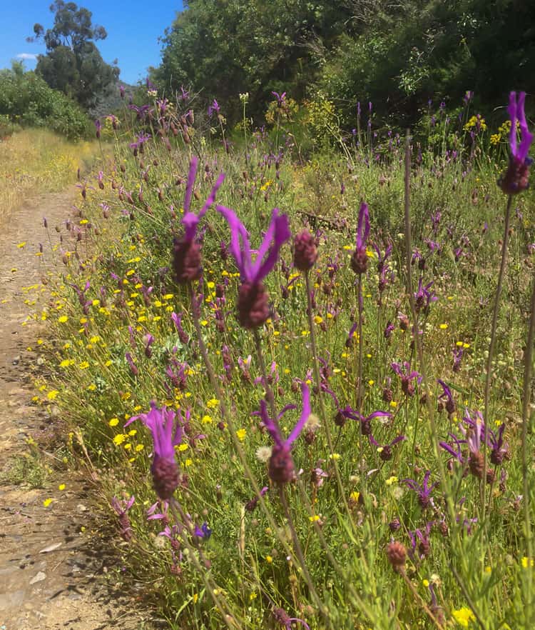 Viking River Cruises Portugal - Barca dAlva Flowers